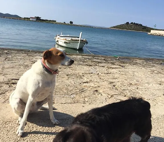 Number 5 파코스탄