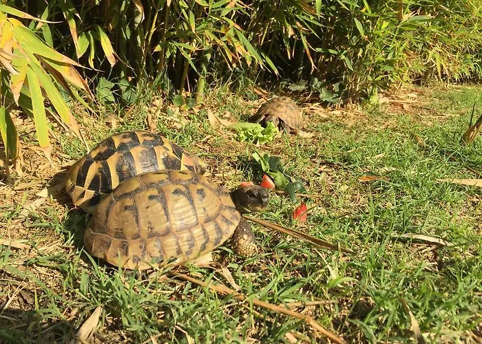 Number 5 파코스탄